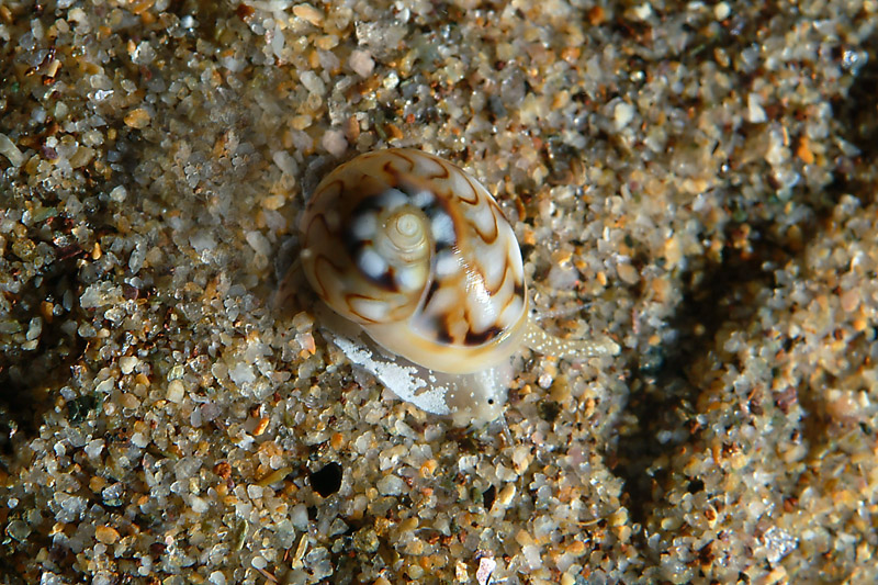 Cyclope pellucida